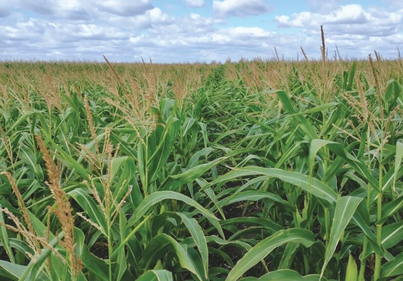 yield farming